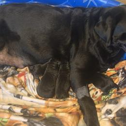 Labrador Retriever Puppies from LakeHouse Labrador Retriever LLC