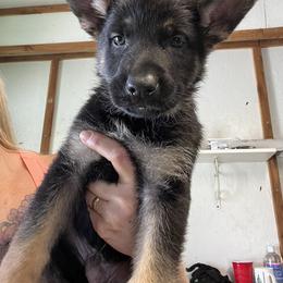 Light Blue Collar - German Shepherd puppy in Bonne Terre, Missouri from Skaggs Shepherds