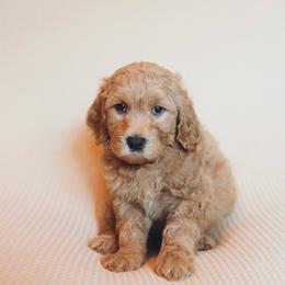 Cutie - Red  female Goldendoodle puppy in Georgia from Mother of Golden Doodles