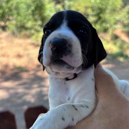 Thyme - light pink - Black and white female German Shorthaired Pointer puppy in Mokelumne Hill, California from Underhill GSP