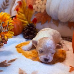 Spade - Merle female Maltipoo puppy in Scott, Arkansas from Legacy's Litters