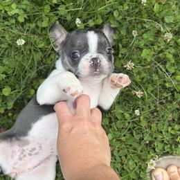 French Bulldog Puppies from Bailey Family Frenchies