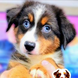 Taylan - Blue merle male Miniature Australian Shepherd puppy in Punta Gorda, Florida from Christie's Creekside Aussies