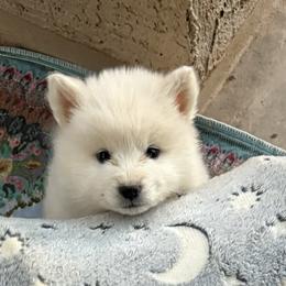 American Eskimo Dog Puppies from Jan Palmer