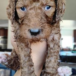 Amber - Red  female Goldendoodle puppy in Apache Junction, Arizona from Loving Doodle