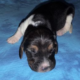 Chevy - Black white and brown male Basset Hound puppy in Inman, Nebraska from Sandhill Hounds of Nebraska