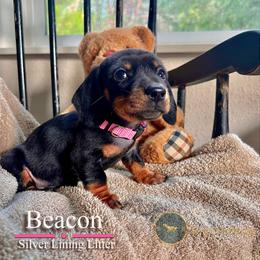 Beacon - Black and tan female Dachshund puppy in Cave Junction, Oregon from Rockindachs