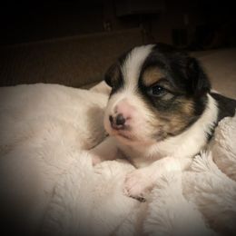 Australian Shepherd Puppies from Mountain Trail Aussies