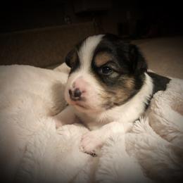 Australian Shepherd Puppies from Mountain Trail Aussies
