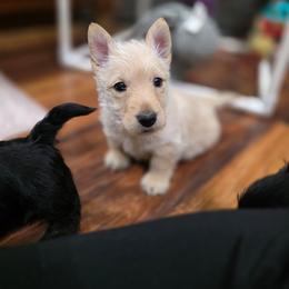 Pearl - Wheaten female Scottish Terrier puppy in Seymour, Missouri from Fairview's Precious Pups