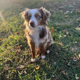 Heisman - Australian Shepherd