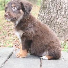 Paprika - Red tri-color female Australian Shepherd puppy in Macon, Georgia from Shaina’s Shepherds
