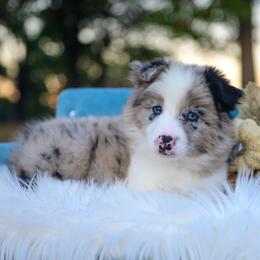 Miles - Blue merle male Border Collie puppy in Conway, Missouri from 2J 2K Border Collies | Maremma Sheepdogs