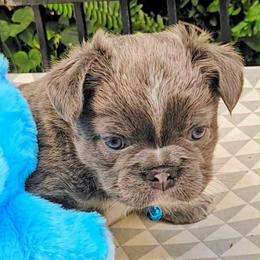 Jules - Blue male French Bulldog puppy in Redlands, California from You Winnie Some (Winnie's Blues & Lilacs)