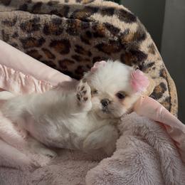 Belle - White female Shih Tzu puppy in Frederick, Maryland from Shih Tzu Puppy in Maryland