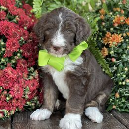 Bernedoodle Puppies from White Oak