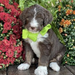 Bernedoodle Puppies from White Oak