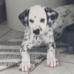 Sammy - White and black male Dalmatian puppy in Janesville, Wisconsin from Legacy Dalmatians