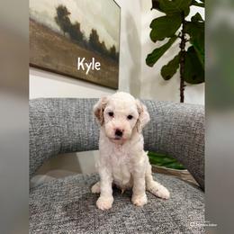 Kyle - Red  male Goldendoodle puppy in Glendale, Arizona from Follow Your Bliss Doodles