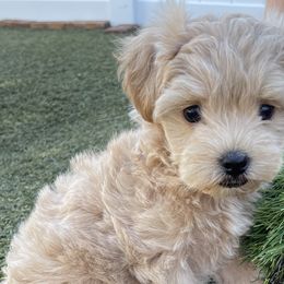 Maltese, Maltipoos, and Poodles from Toy Poodles And Maltese Of Florida