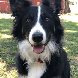 Border Collie Puppies from Ferguson Border Collies
