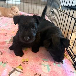 Dahlia - Black female Scottish Terrier puppy in Victorville, California from Santas Scotties