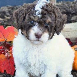 Poodles from Jess’s Darling Poodles