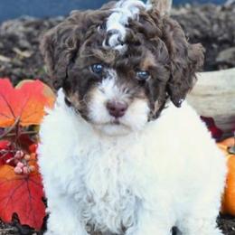 Poodles from Jess’s Darling Poodles