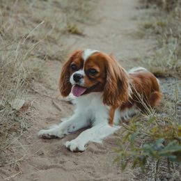 Miles - Cavalier King Charles Spaniel