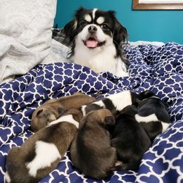 Tibetan Spaniel Puppies from Trillium Tibetan Spaniels