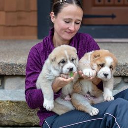 Central Asian Shepherd Dog Puppies from Guardian Dog