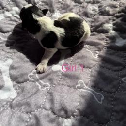 Girl 1 - Parti female Miniature Schnauzer puppy in Sacramento, California from Valdez Mini Schnauzers