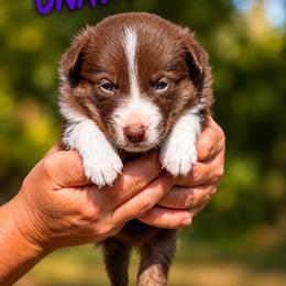 Valka - Red female Border Collie puppy in Sanger, California from Flying M Cactus Ranch Buddies