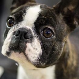 Border Collies, Boston Terriers, and Cairn Terriers from Stoneridge Kennel