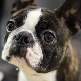 Border Collies, Boston Terriers, and Cairn Terriers from Stoneridge Kennel