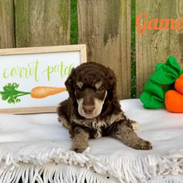 Poodle Puppies from Cosmic Caliber Standard Poodles