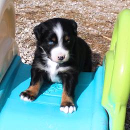 Bonnie - Black tri-color female Australian Shepherd puppy in Falcon, Missouri from www.maubachranch.com