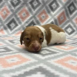 Boy 1 - Piebald male Dachshund puppy in Hoover, Alabama from Tide Town Doxies