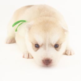 Marble (Green) - Delivery Available - Red and white male Siberian Husky puppy in Tracy, California from Limitless Huskies