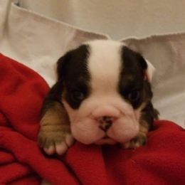 English Bulldog and French Bulldog Puppies from Bullwrinklz