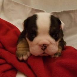 English Bulldog and French Bulldog Puppies from Bullwrinklz