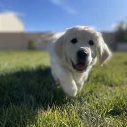 Golden Retriever Puppies from Bramble Berry Goldens