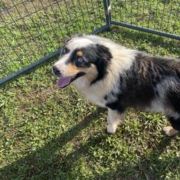 Moose - Miniature Australian Shepherd