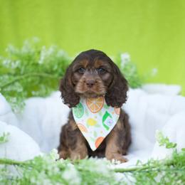 Kiwi - Brown male Cavapoo puppy in Bellingham, Washington from My Sweet Poodles and Doodles