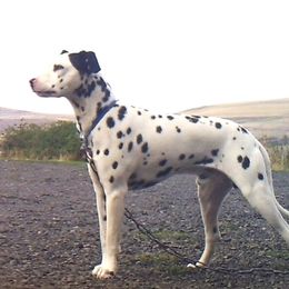 Cisco - Dalmatian
