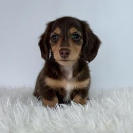Rumi - Chocolate and tan male Dachshund puppy in Sonora, California from HEFFERNAN HOUNDS