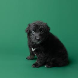Americano - Black tri-color male Australian Shepherd puppy in Kathleen, Georgia from CM Farm