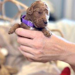 Goldendoodle Puppies from Poodle lovers