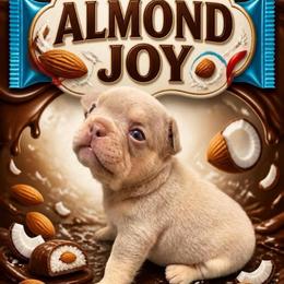 Almond Joy - Tricolors male French Bulldog puppy in Boyne City, Michigan from Gichigami French Bulldogs