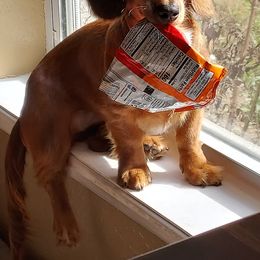 Dachshund All Grown Up from Baileys Dachshunds